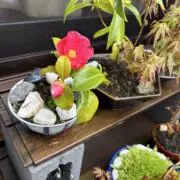 ネスの画像