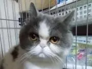 junryouの画像