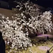 NAOの画像