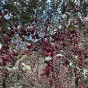 ホメオスタシスの画像