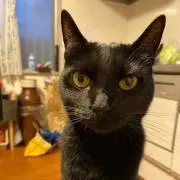 たけの画像