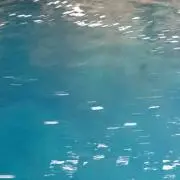ベータ(値引希望は希望額を！)の画像