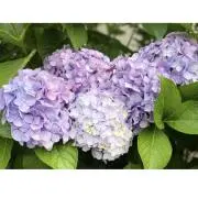 みりんこの画像