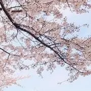 さくら（プロフ必読）の画像