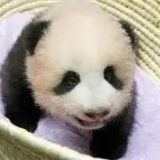 ぱんださん☆の画像