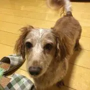 あろぷー