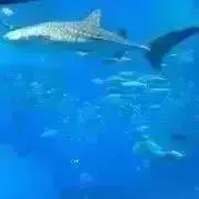 ☆まぁ☆の画像