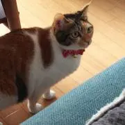 ★しまみけ★の画像