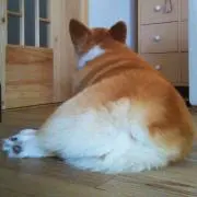 ンゴ