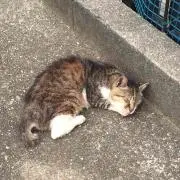 如月