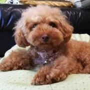Mayuko