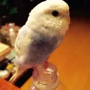 キコの画像