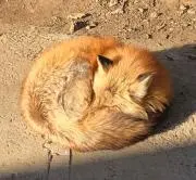 irumetの画像