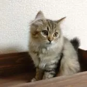 jirajiraの画像