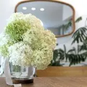 ぽにょぷぅの画像