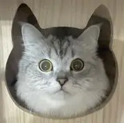 Erinaの画像