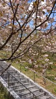 リモリモ