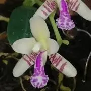 けん