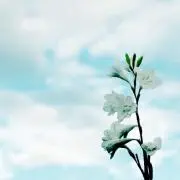 ゆゆゆ