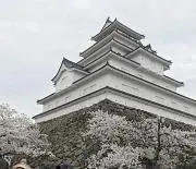 さくらの画像
