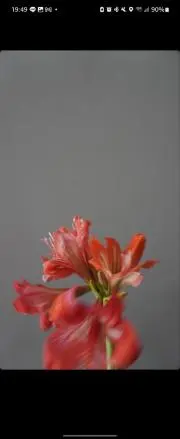 nnの画像