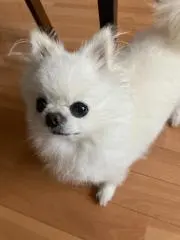 ちゃっぴーの画像