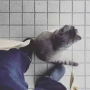kuroの画像