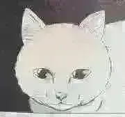でぶ猫の画像
