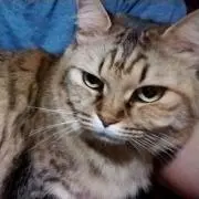 ウィリアム