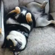 レイ