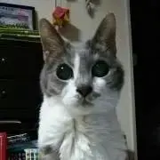 まるの画像