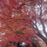 おにぎりざむらいの画像