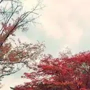mameの画像
