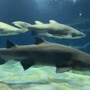 ニッキーの画像