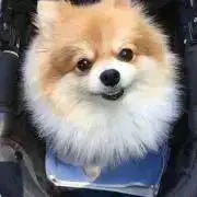 みつばちマーヤ