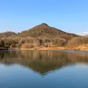 昆虫標本 超美麗個体厳選キタカブリ標本ペアセット マイマイカブリ東北