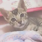 にゃんの画像
