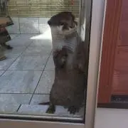 そらりんの画像