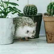 ちやこの画像
