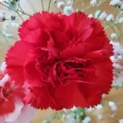 Sweet Memoryの画像