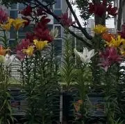 ザリアの画像