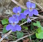 芝の画像