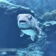 やなかの画像