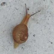 にっちゃんの画像