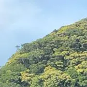 しのんの画像