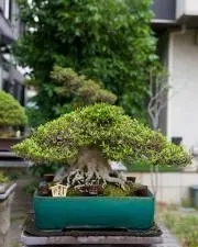 ギギの画像