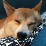 まいまい