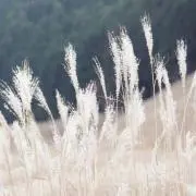 辛子明太子