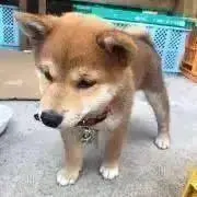senatsuの画像