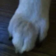 パグ